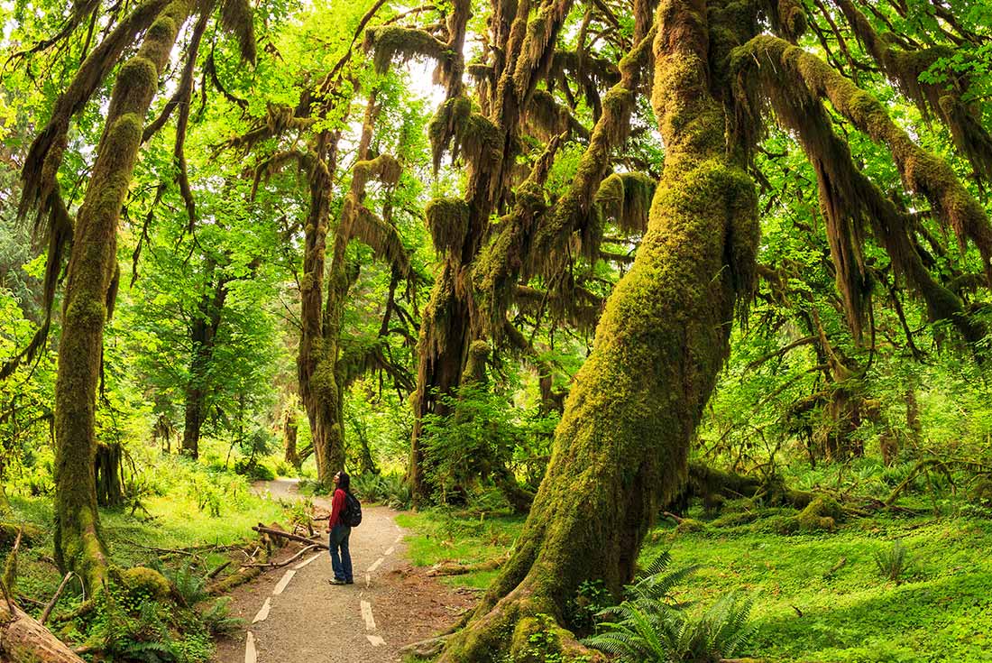A trail in Hoh Rainforest, Olympic National Park, Oregon USA